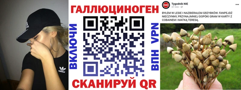 Псилоцибиновые грибы Cubensis  закладки  Северская 